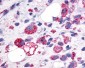GPR34 Antibody (C-Terminus)